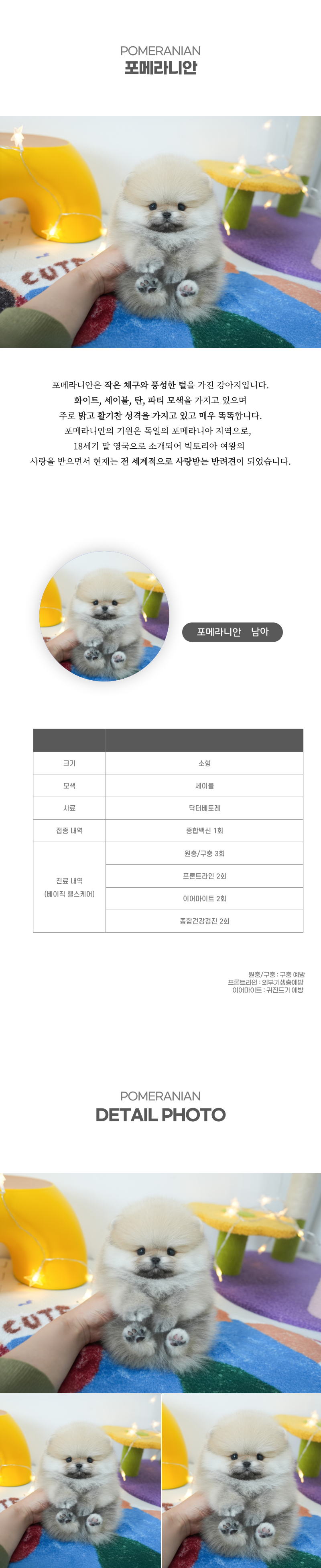 포메라니안_상세이미지_2